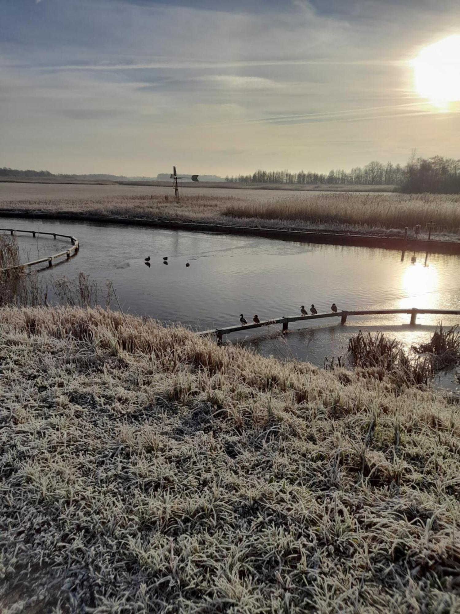 Wuivend Riet Gelegen Op Resort Venetie Giethoorn Rom bilde